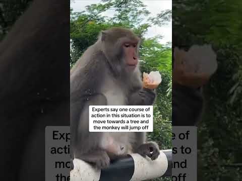 Monkey steals ice cream from tourist