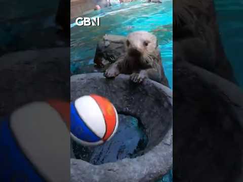 Meet Junk the Otter who plays basketball to fight off arthritis #Otters #CuteAnimals #GBNews