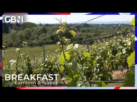 English wine BOOM: Britain’s vineyards contribute millions to the UK economy