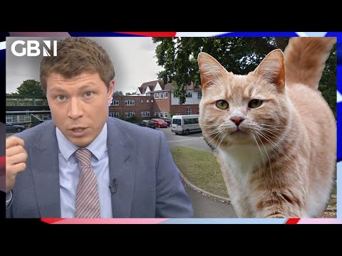 Teacher calls student DESPICABLE for refusing to acknowledge classmate is a CAT?!
