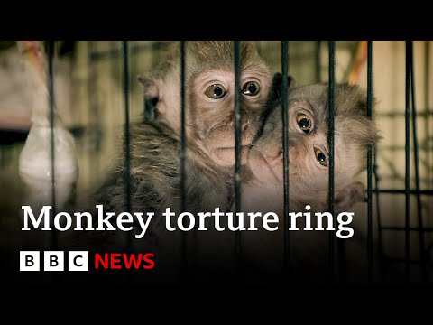 Global monkey torture ring exposed by BBC – BBC News
