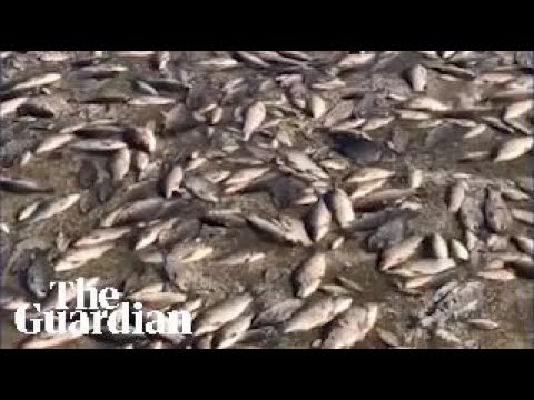Footage shows dead fish in Kakhovka reservoir after dam flooding