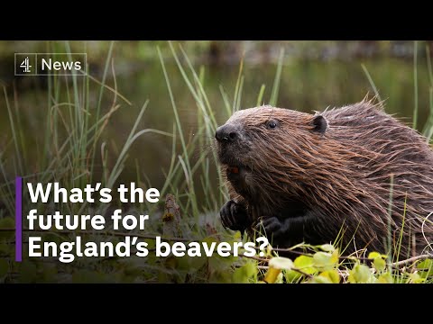 Beaver away: are England’s beavers helping or harming?