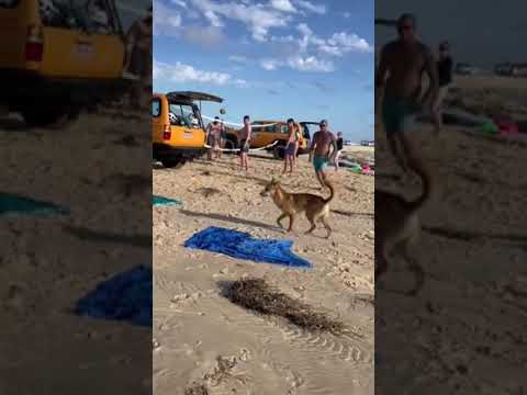 Warning after dingo bites tourist