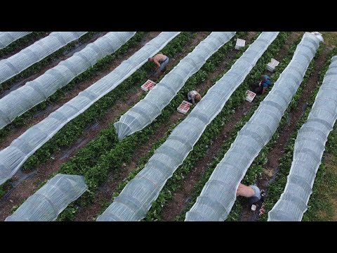 ‘They’re afraid’: Seasonal farm workers face poor conditions and visa hurdles | ITV News