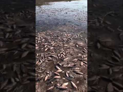 A huge graveyard of dead fish has formed in floodwaters in southern Ukraine