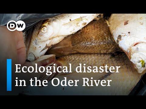 What’s killing the fish on Germany’s border with Poland? | Focus on Europe