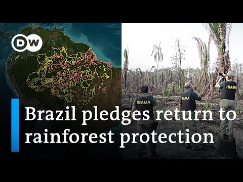 Study: Global rainforest loss increased by 10% in 2022 | DW News