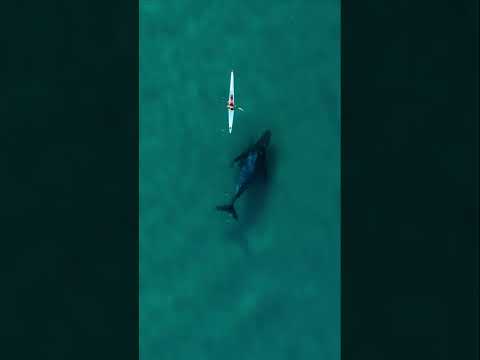 ‘Curious’ whale swims alongside kayaker