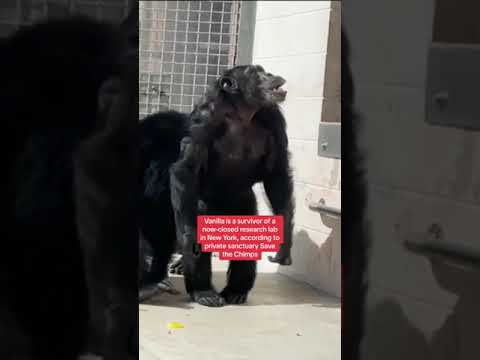 Chimp sees open sky for first time