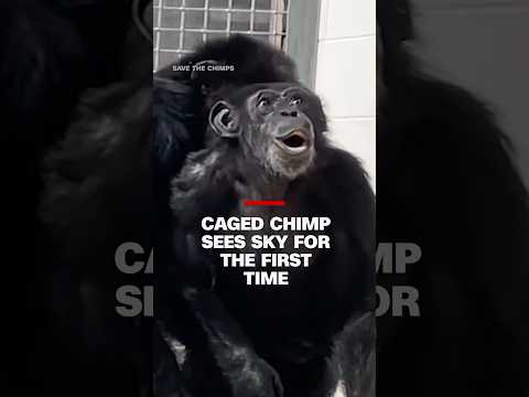Caged chimp sees sky for the first time