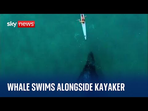 Drone footage captures ‘curious’ whale swimming alongside kayaker off Sydney coast