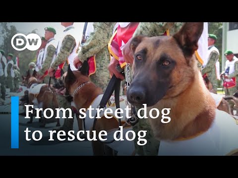 Turning stray dogs into rescue dogs after Turkey’s earthquakes | Focus on Europe