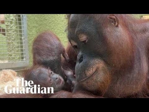 Critically endangered orangutan is born at Blackpool zoo
