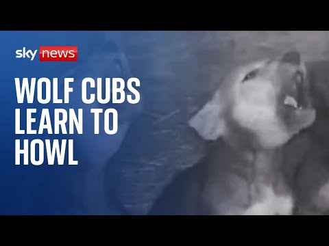 Cute wolf cubs learn how to howl in South Dakota