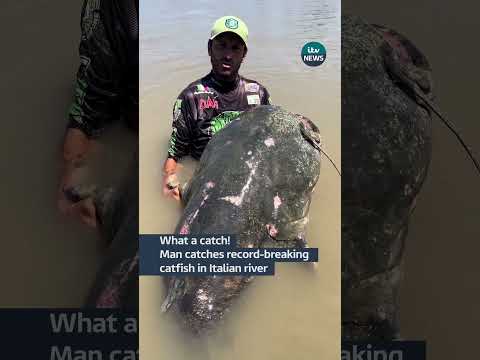 Man catches record-breaking catfish #itvnews #news #italy
