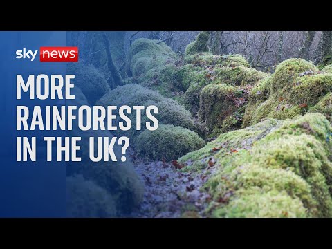 More rainforests to be re-introduced in the UK thanks to £38 million fund