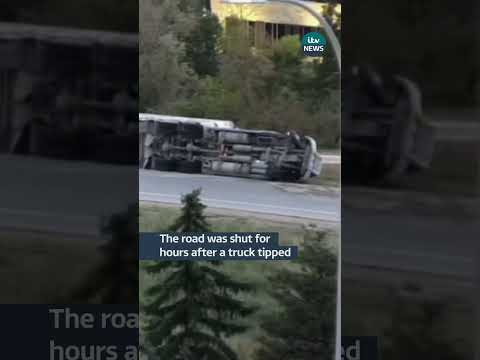 Pigs end up on Minnesota highway #itvnews
