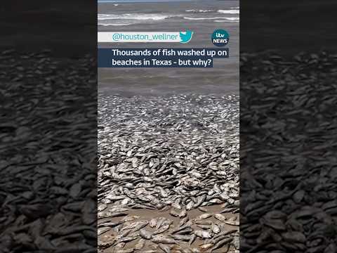 Thousands of fish washed up on a beach in Texas – but why? #itvnews #news #texas