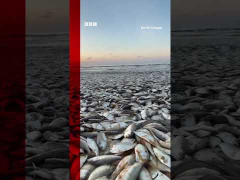Thousands of dead fish have washed up along the Gulf Coast in Texas. #Shorts #Texas #BBCNews