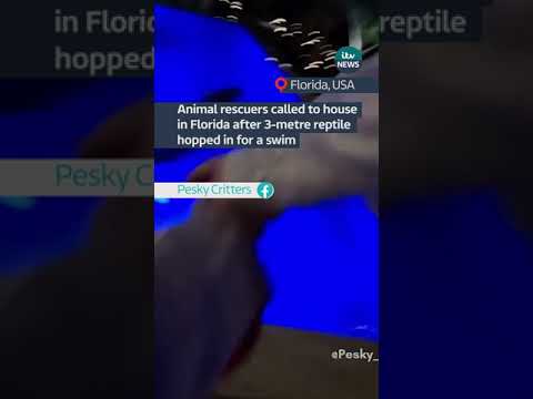 Animal rescuers called to house in Florida after 3-metre reptile hopped in for a swim #itvnews