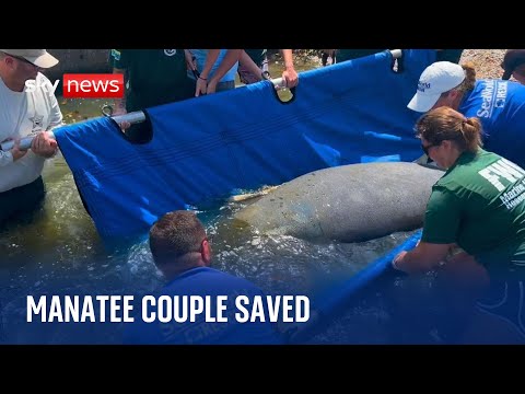 Manatee couple released into wild together after months of rehabilitation