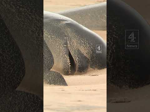 Over 40 whales dead in Scotland mass stranding