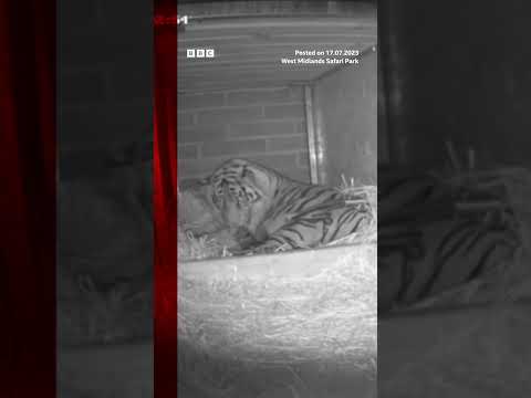 This new Sumatran tiger cub is a “milestone” for conservation efforts. #Tiger #Shorts #BBCNews