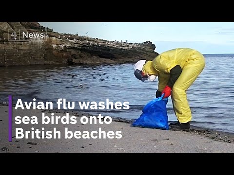 Dead and dying birds wash up on British beaches as avian flu sweeps Europe
