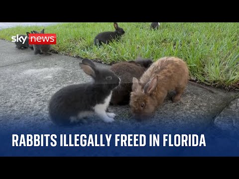 US: Rabbits illegally set free take over streets of a Florida neighbourhood