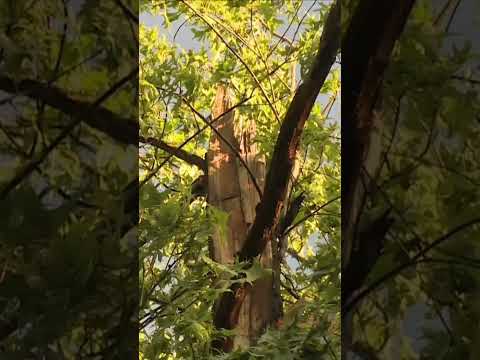Falling tree injures three campers in Indiana