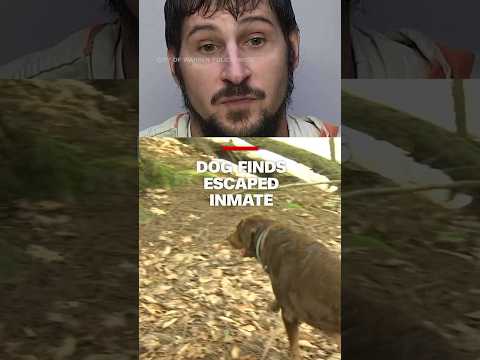 A dog helped catch an escaped prisoner who had been on the run for nine days