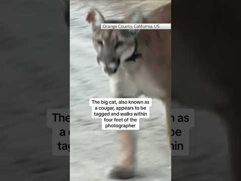 Photographer comes face-to-face with a mountain lion