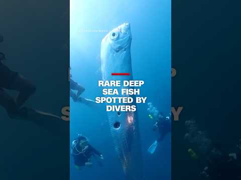 Rare deep sea fish spotted by divers
