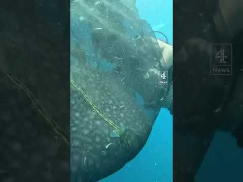 Trapped whale sharks rescued by divers