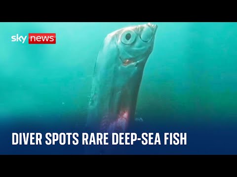 Giant rare deep-sea oarfish spotted by divers