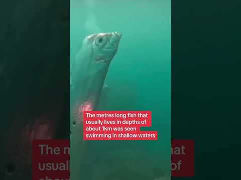 Divers spot rare deep sea fish in Taiwan