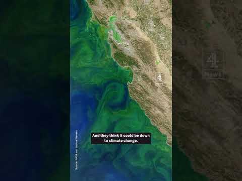 Why are the oceans turning green?