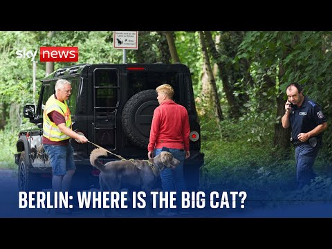 Germany: Big cat on the loose – locals fear their dogs are on the menu