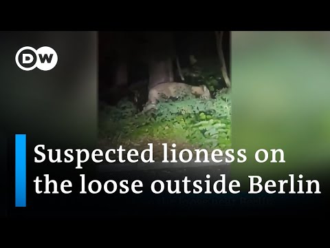 Police search for lioness on the loose around Berlin | DW News