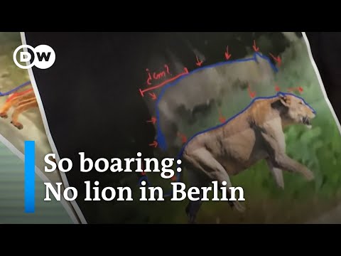 Grunt not roar: Berlin lion likely a wild boar | DW News