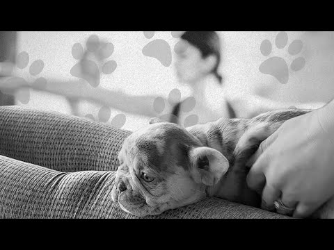 Is puppy yoga ethical? The dark side of a growing wellness trend | ITV News