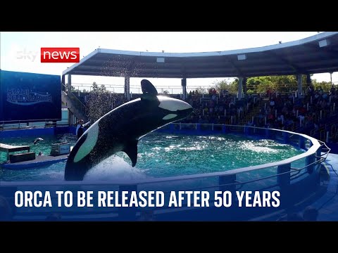 Free Toki: Orca due to be released after 50 years in captivity