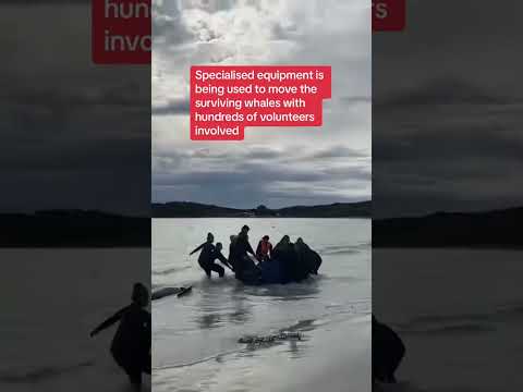 Dozens of whales wash up on Oz beach