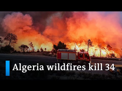 North Africa’s sweeping heat wave and wildfires kill 34 in Algeria | DW News