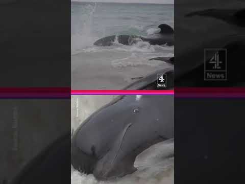Race to save whales stranded on Australian beach
