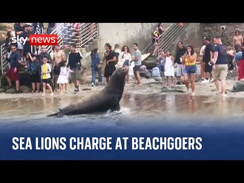 California: Sea lions charge towards beachgoers at La Jolla Cove