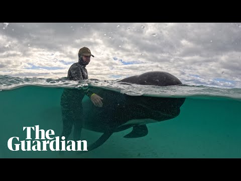 Rescuers race to save stranded pilot whales in Australia after mass beaching — video