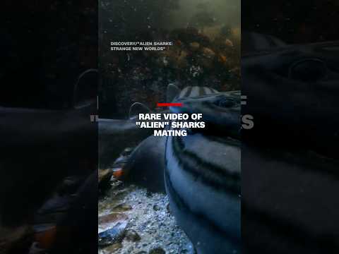 Rare footage of ‘alien’ sharks mating