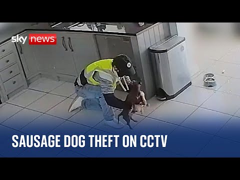 Sausage dog stolen during home burglary in Essex